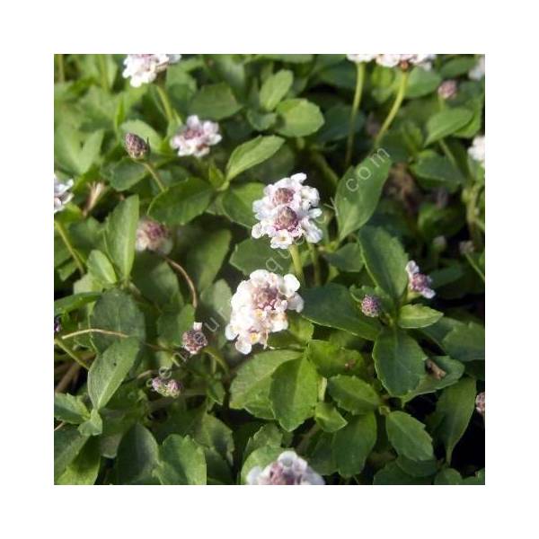 Phyla nodiflora - Lippia