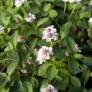 Phyla nodiflora - Lippia