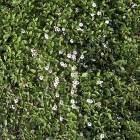 Phyla nodiflora - Lippia