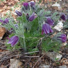 Pulsatilla vulgaris - Anémone pulsatille