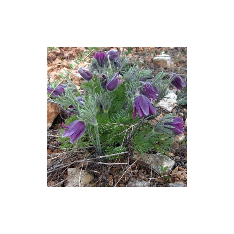 Pulsatilla vulgaris - Anémone pulsatille