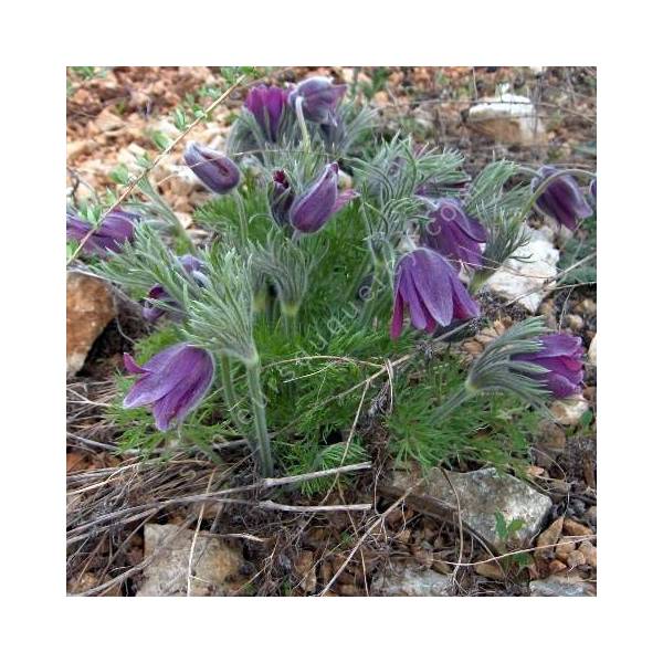 Anémone pulsatille - Pulsatilla vulgaris - vivace de rocaille