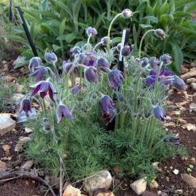 Pulsatilla vulgaris - Anémone pulsatille