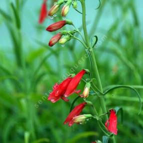 Penstemon barbatus - Galane barbue