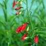 Penstemon barbatus - Galane barbue