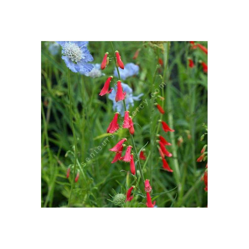 Penstemon barbatus - Galane barbue