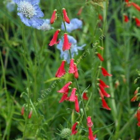 Penstemon barbatus - Galane barbue