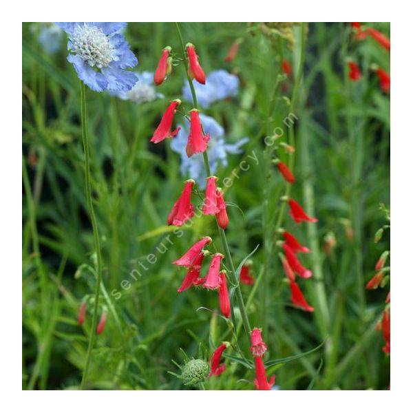 Penstemon barbatus - Galane barbue