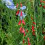 Penstemon barbatus - Galane barbue