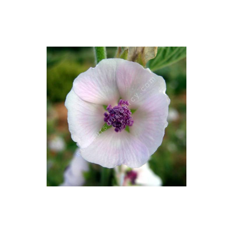 Althaea officinalis - Guimauve officinale