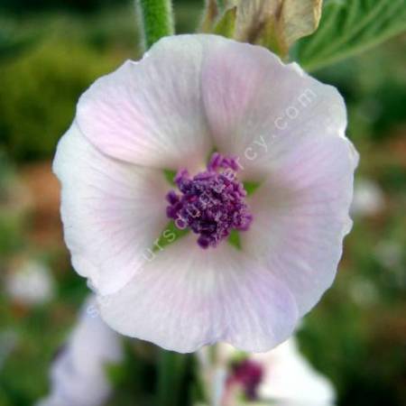 Althaea officinalis - Guimauve officinale