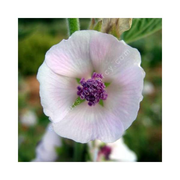 Althaea officinalis - Guimauve officinale