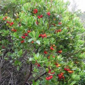 Arbutus unedo - Arbousier