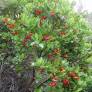 Arbutus unedo - Arbousier