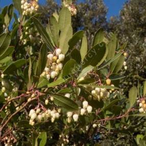 Arbutus unedo - Arbousier