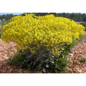 Isatis tinctoria - Pastel des teinturiers