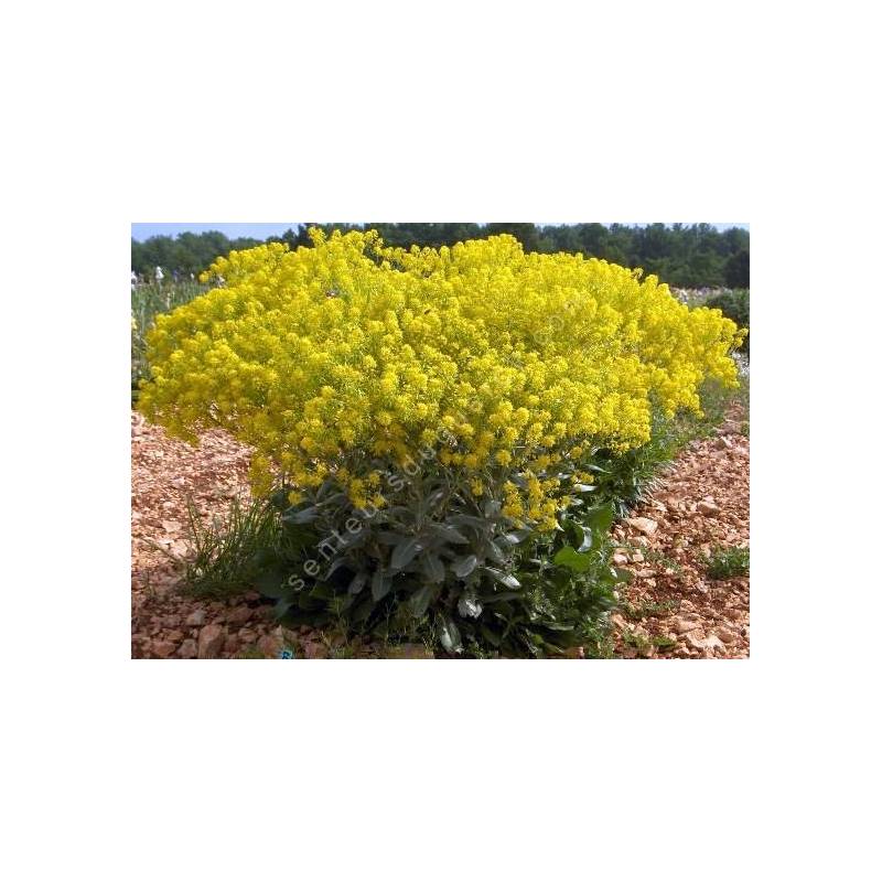 Isatis tinctoria - Pastel des teinturiers