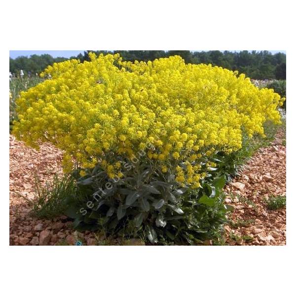 Isatis tinctoria - Pastel des teinturiers