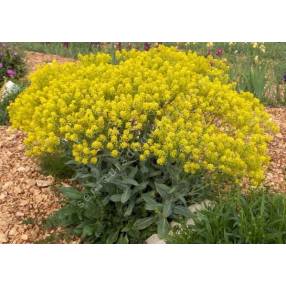 Isatis tinctoria - Pastel des teinturiers