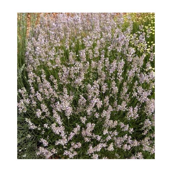 Lavandula angustifolia 'Loddon Pink' - Lavande rose aromatique