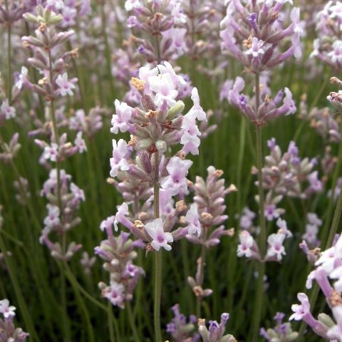 Lavandula angustifolia 'Loddon Pink' - Lavande rose aromatique