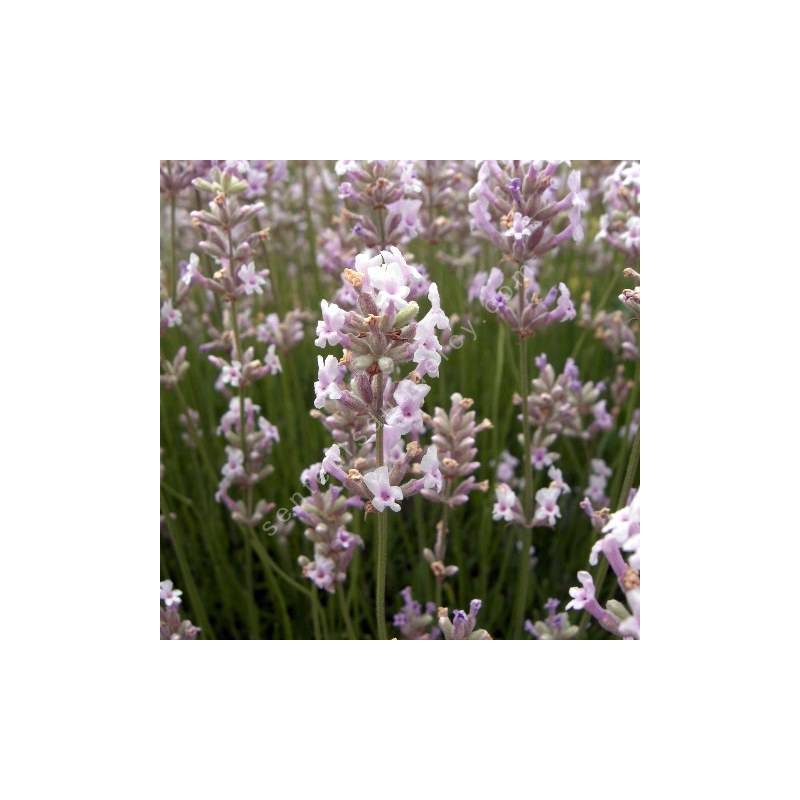 Lavande rose - Lavandula angustifolia 'Loddon Pink'