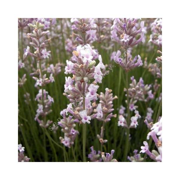 Lavande rose - Lavandula angustifolia 'Loddon Pink'