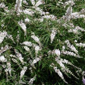 Vitex agnus-castus 'Alba' - Gattilier blanc, poivre des moines