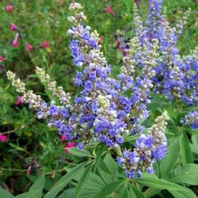 Vitex agnus-castus - Gattilier, poivre des moines