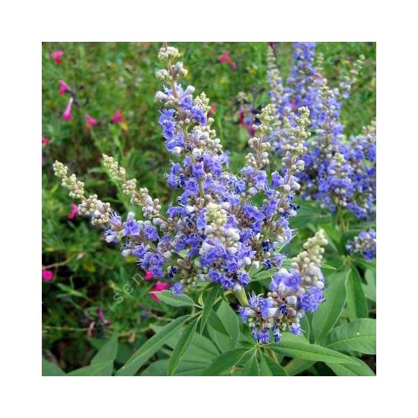 Vitex agnus-castus - Gattilier, poivre des moines