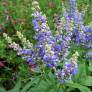 Vitex agnus-castus - Gattilier, poivre des moines
