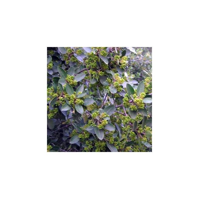 Rhamnus alaternus - Nerpruns