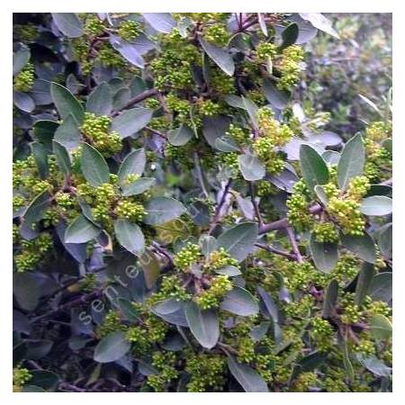 Rhamnus alaternus - Nerpruns