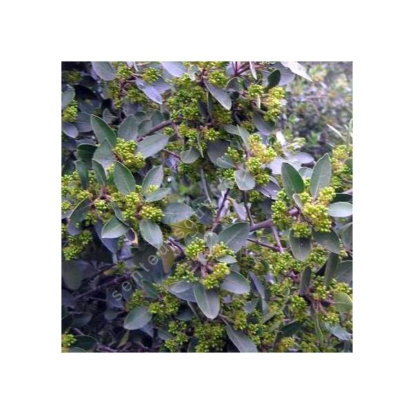 Rhamnus alaternus - Nerpruns