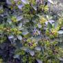 Rhamnus alaternus - Nerpruns