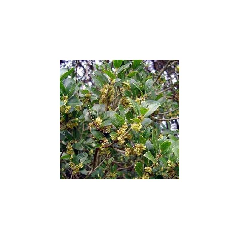 Phillyrea latifolia - Filaire à large feuille