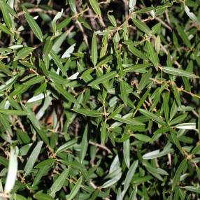 Phillyrea angustifolia - Filaires à feuilles étroites