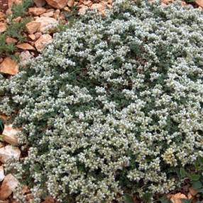 Paronychia kapela subsp. serpyllifolia - Paronyque à feuilles de serpolet