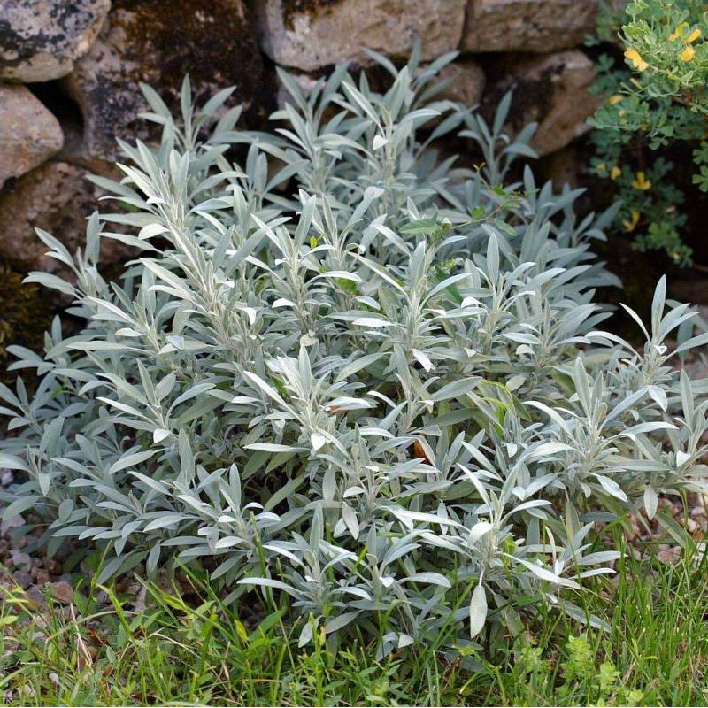 Salvia lavandulifolia 'Roquefure' - Sauge à feuille de lavande