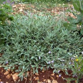 Salvia lavandulifolia subsp. oxyodon - Sauge à feuille de lavande