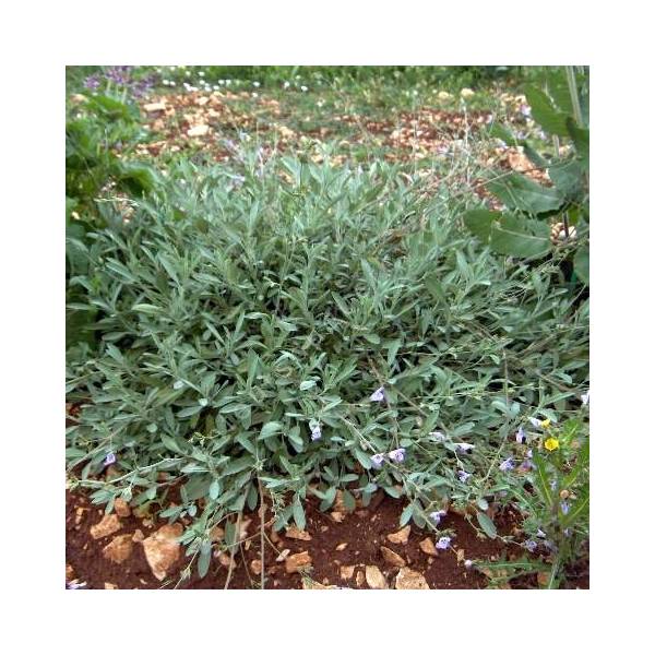 Salvia lavandulifolia subsp. oxyodon Sauge à feuille de lavande