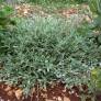 Salvia lavandulifolia subsp. oxyodon - Sauge à feuille de lavande