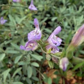 Salvia lavandulifolia subsp. oxyodon - Sauge à feuille de lavande