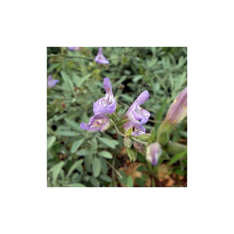 Salvia lavandulifolia subsp. oxyodon - Sauge à feuille de lavande