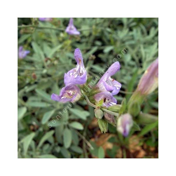 Salvia lavandulifolia subsp. oxyodon - Sauge à feuille de lavande