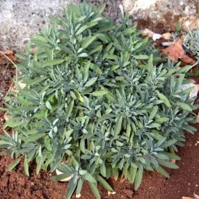 Salvia lavandulifolia - Sauge officinale à feuilles de lavandes