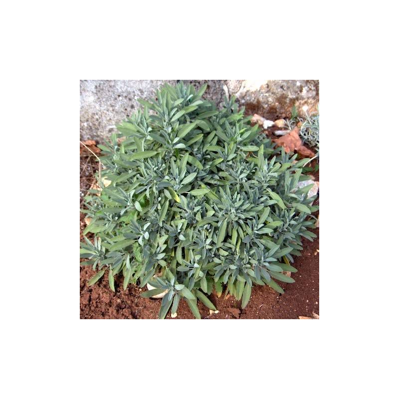 Sauge officinale à feuille de lavande Salvia lavandulifolia