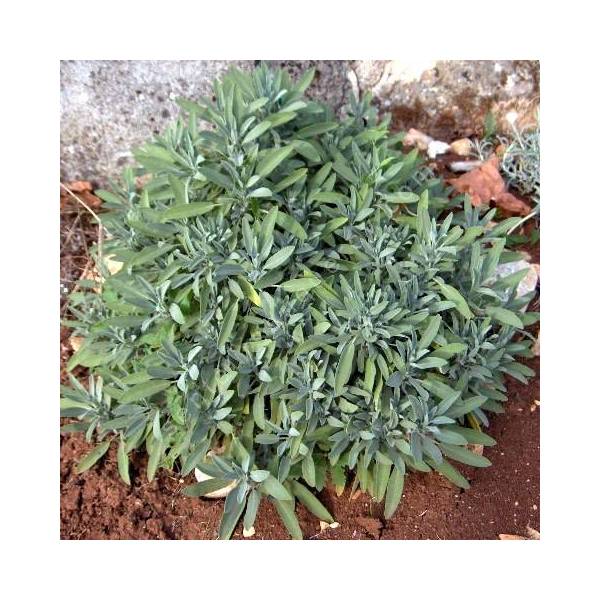 Sauge officinale à feuille de lavande Salvia lavandulifolia