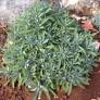 Salvia lavandulifolia - Sauge officinale à feuilles de lavandes