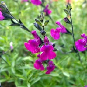 Sauge arbustive vivace à fleur violette - Salvia 'Serpyllifolia